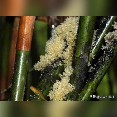 竹燕窝是什么东西做成的：揭秘其独特成分与制作原料