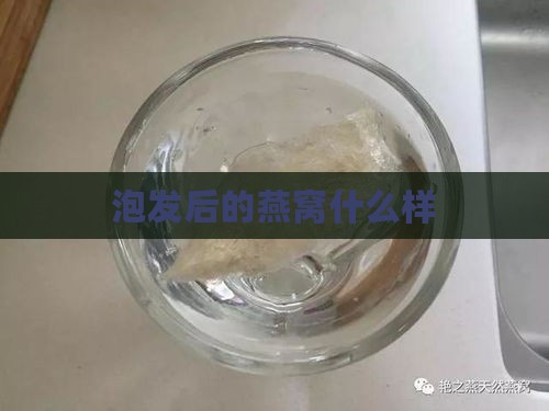 泡发后的燕窝什么样