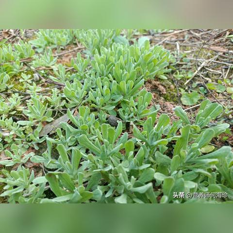 燕窝草图鉴：揭秘燕窝草的外观特征与生长环境