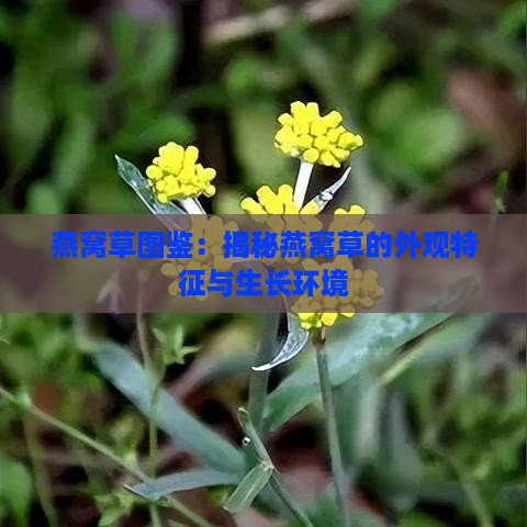 燕窝草图鉴：揭秘燕窝草的外观特征与生长环境