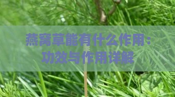 燕窝草能有什么作用：功效与作用详解