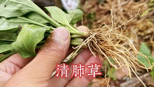 燕窝草能有什么作用：功效与作用详解