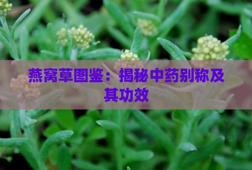 燕窝草图鉴：揭秘中药别称及其功效