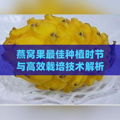 燕窝果更佳种植时节与高效栽培技术解析