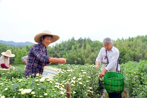 黄山区三口燕窝里生态探秘：揭秘燕窝来源、采摘工艺与旅游攻略