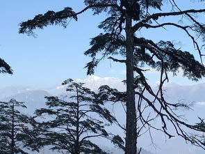 黄山区三口燕窝里生态探秘：揭秘燕窝来源、采摘工艺与旅游攻略