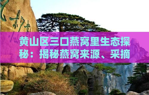 黄山区三口燕窝里生态探秘：揭秘燕窝来源、采摘工艺与旅游攻略