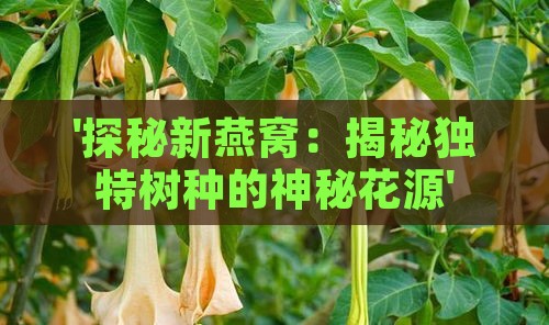 '探秘新燕窝：揭秘独特树种的神秘花源'