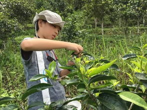 '探秘新燕窝：揭秘独特树种的神秘花源'