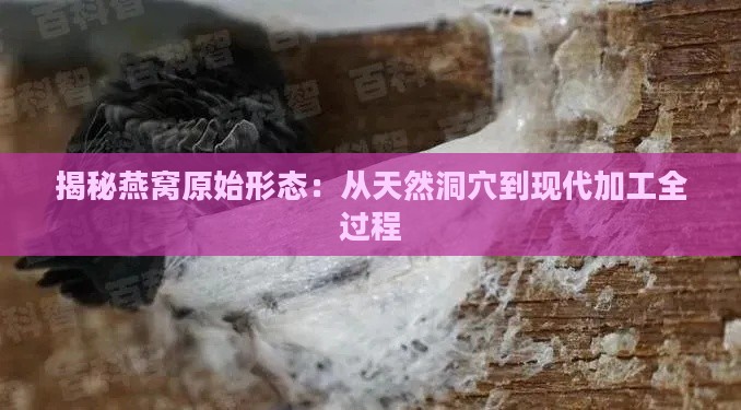 揭秘燕窝原始形态：从天然洞穴到现代加工全过程