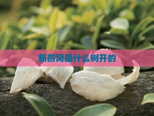 新燕窝是什么树开的