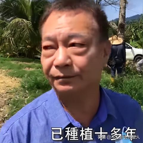 新燕窝是什么树开的