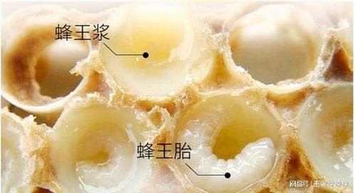 '揭秘燕窝：探究其独特巢穴的天然原材料构成'