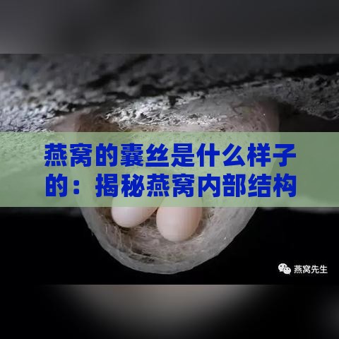 燕窝的囊丝是什么样子的：揭秘燕窝内部结构及其营养价值