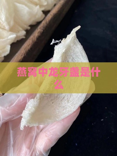 燕窝中龙牙盏是什么