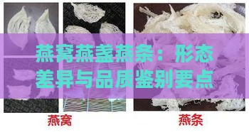 燕窝燕盏燕条：形态差异与品质鉴别要点解析