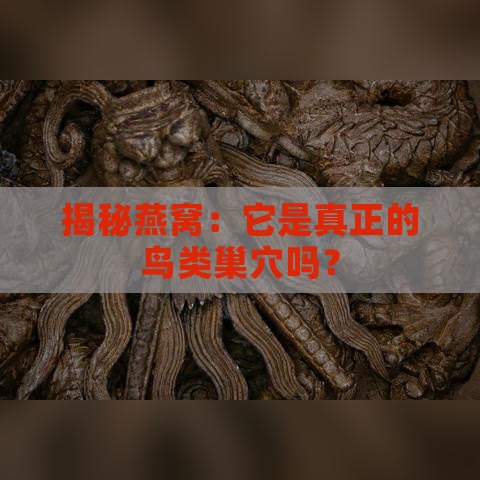 揭秘燕窝：它是真正的鸟类巢穴吗？