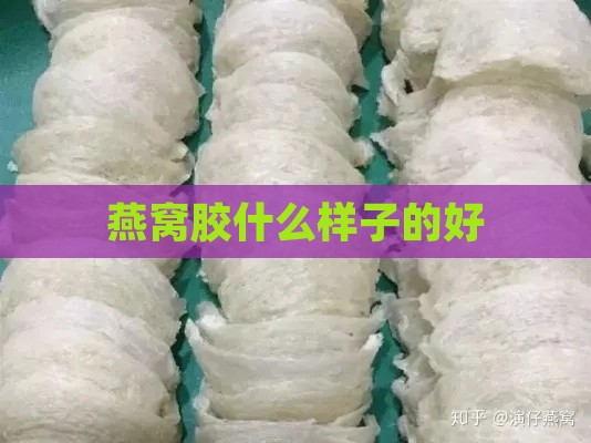 燕窝胶什么样子的好