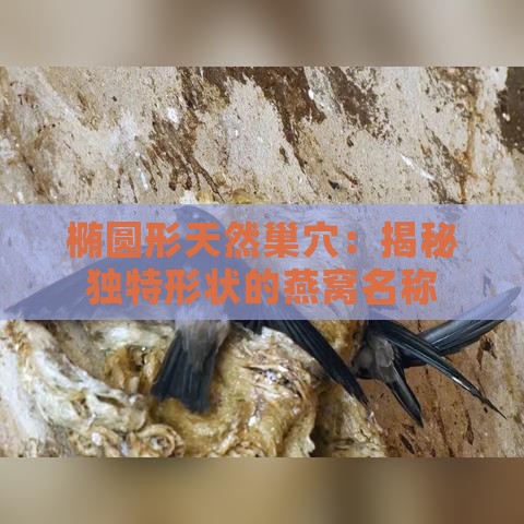 椭圆形天然巢穴：揭秘独特形状的燕窝名称