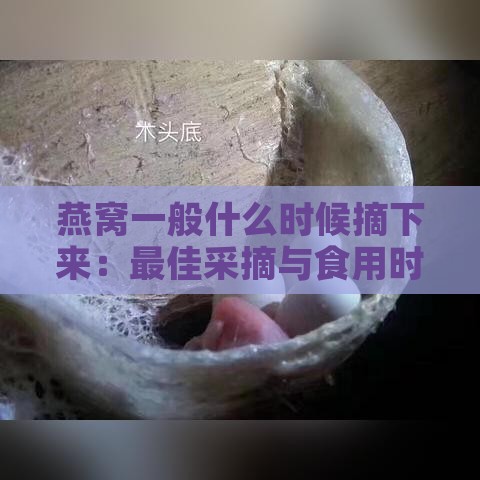 燕窝一般什么时候摘下来：更佳采摘与食用时间探讨