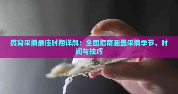 燕窝采摘更佳时期详解：全面指南涵盖采摘季节、时间与技巧