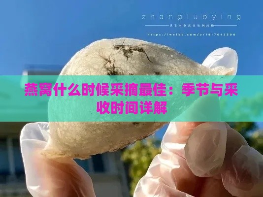 燕窝什么时候采摘更佳：季节与采收时间详解