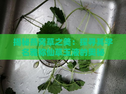 揭秘燕窝草之美：探寻其学名雅称仙草玉液的奥秘