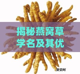 揭秘燕窝草学名及其优雅别称：全面了解其植物学名称与相关知识点