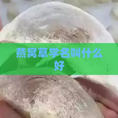 燕窝草学名叫什么好