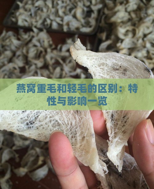 燕窝重毛和轻毛的区别：特性与影响一览