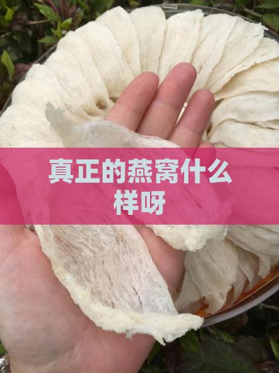 真正的燕窝什么样呀