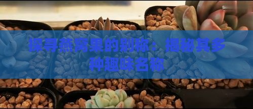 探寻燕窝果的别称：揭秘其多种趣味名称