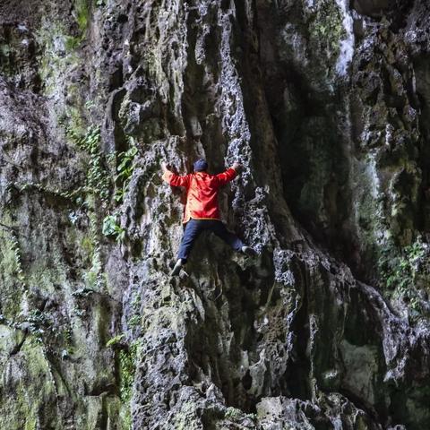 一群燕窝是什么意思