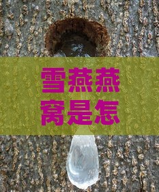 雪燕燕窝是怎么形成的：揭秘其形成原理与过程