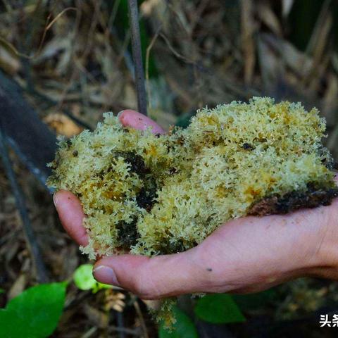 燕窝清洗水的功效与用途：揭秘其对健康的影响及正确使用方法