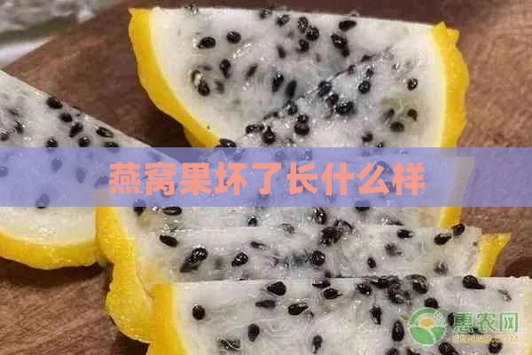 燕窝果坏了长什么样