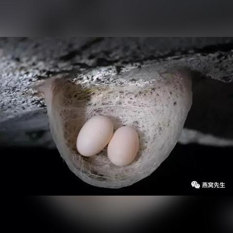 燕窝泡开的样子：燕窝泡发后的形态与细节特征