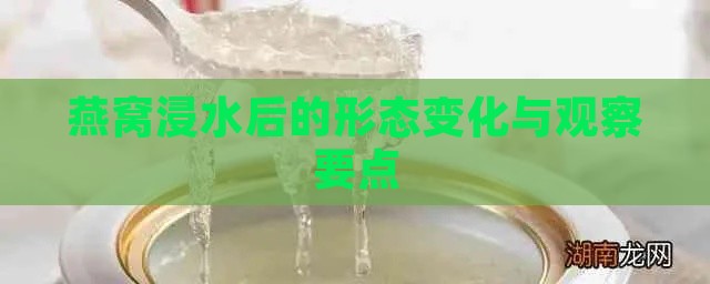 燕窝浸水后的形态变化与观察要点