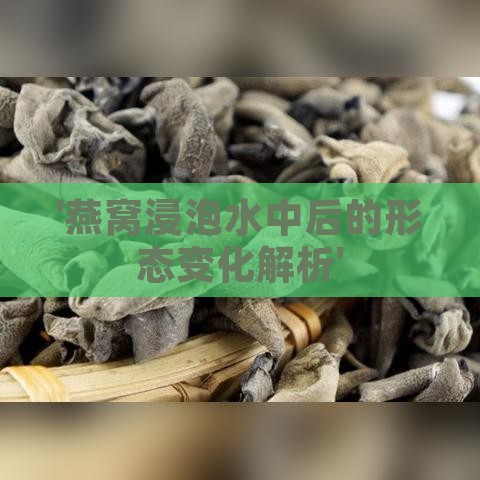 '燕窝浸泡水中后的形态变化解析'