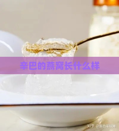 辛巴的燕窝长什么样