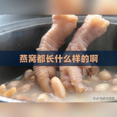 燕窝都长什么样的啊