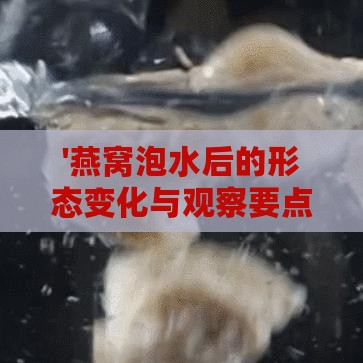 '燕窝泡水后的形态变化与观察要点'