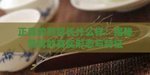 正真的燕窝长什么样：揭秘燕窝的真实形态与特征