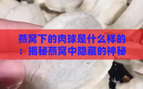 燕窝下的肉球是什么样的：揭秘燕窝中隐藏的神秘美味