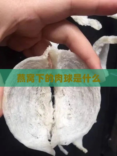 燕窝下的肉球是什么