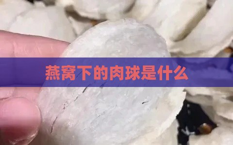 燕窝下的肉球是什么