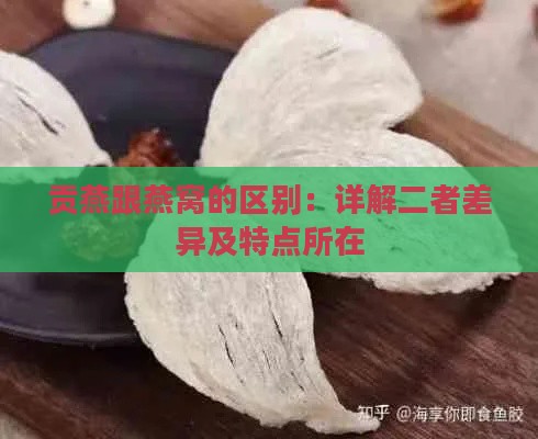 贡燕跟燕窝的区别：详解二者差异及特点所在