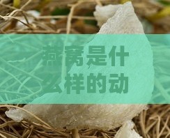 燕窝是什么样的动物：燕窝是动物吗，长什么样，究竟是什么东西？