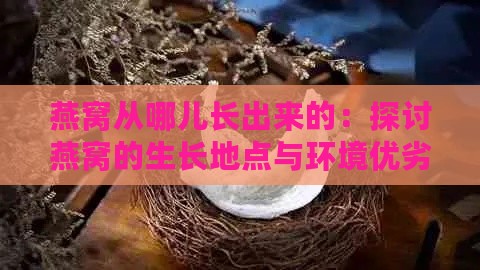 燕窝从哪儿长出来的：探讨燕窝的生长地点与环境优劣