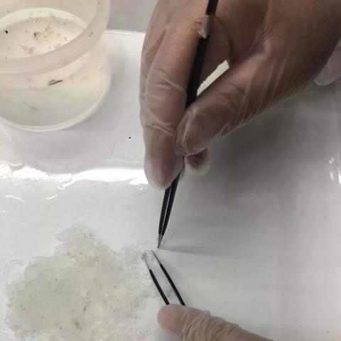 燕窝是什么样的材料做的：探究燕窝的组成与制作原料